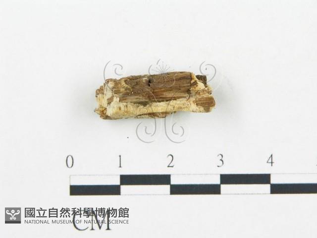 登錄號:F0017647藏品圖，第4張