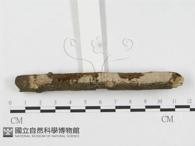 登錄號:F0010447藏品圖，第4張