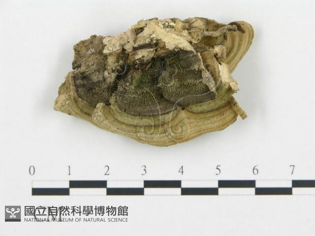 登錄號:F0016447藏品圖，第4張