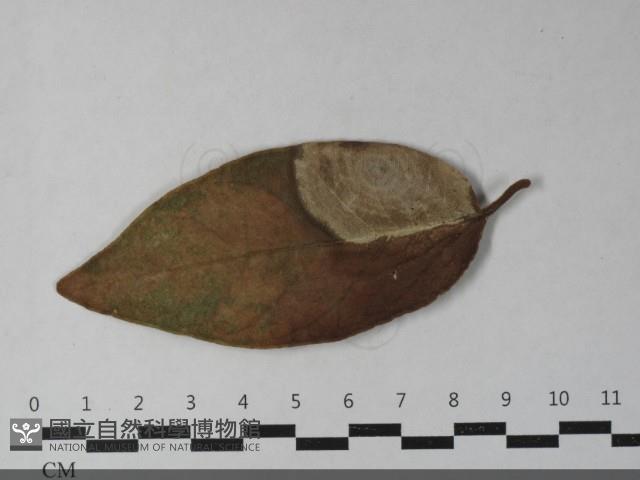 登錄號:F0033447藏品圖，第4張