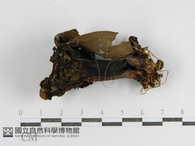 登錄號:F0012747藏品圖，第4張