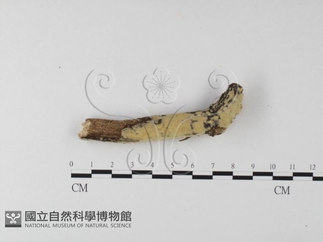 絲齒菌屬藏品圖，第4張