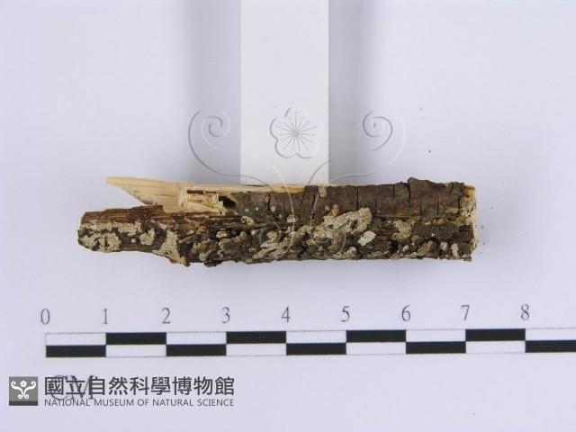 登錄號:F0013547藏品圖，第4張