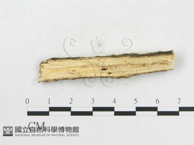 革墊菌屬藏品圖，第4張