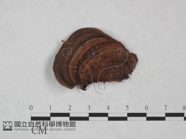 登錄號:F0025047藏品圖，第4張