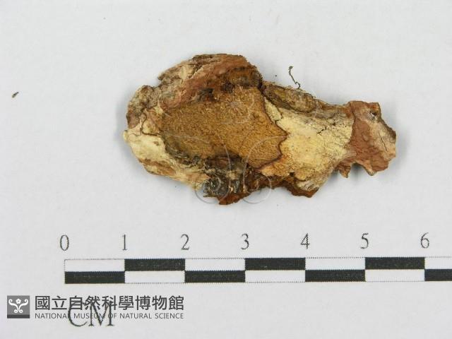 木層孔菌屬藏品圖，第4張