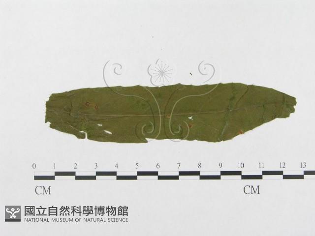 登錄號:F0019347藏品圖，第4張