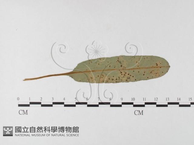 登錄號:F0026237藏品圖，第4張