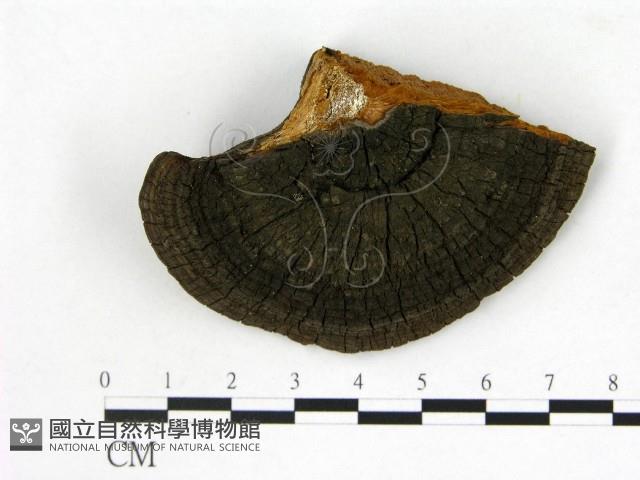 登錄號:F0017237藏品圖，第4張