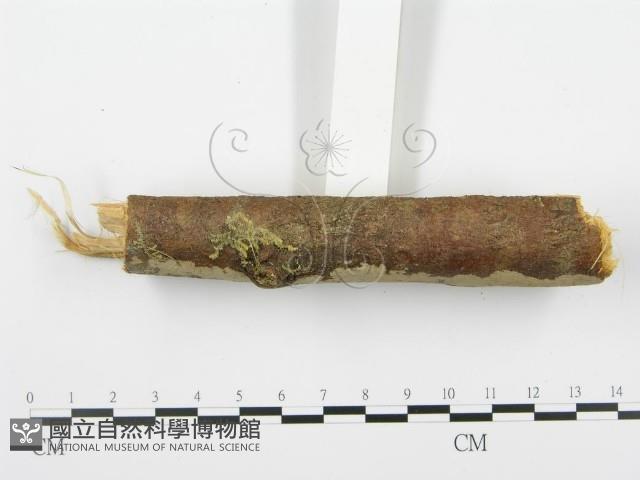 登錄號:F0001937藏品圖，第4張
