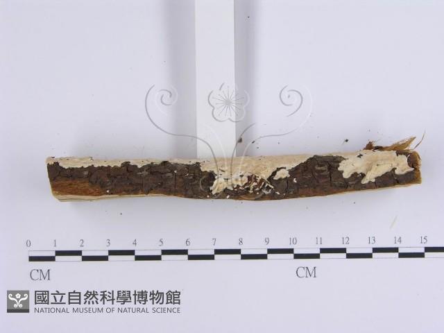 登錄號:F0002937藏品圖，第4張