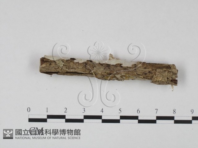 登錄號:F0007937藏品圖，第4張
