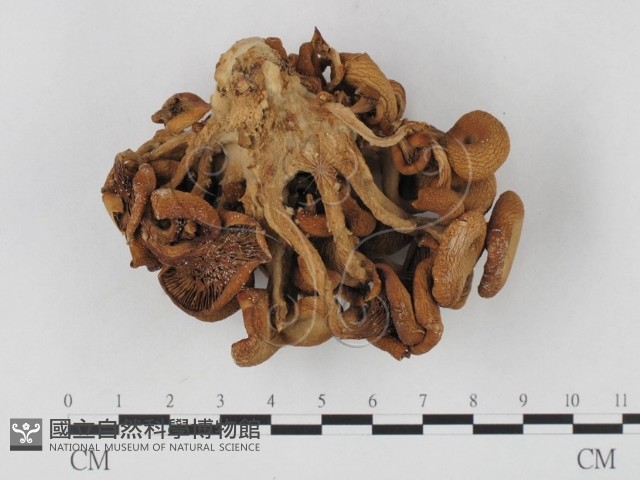 登錄號:F0023937藏品圖，第4張