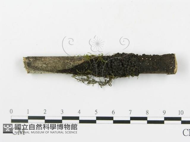 登錄號:F0003937藏品圖，第4張