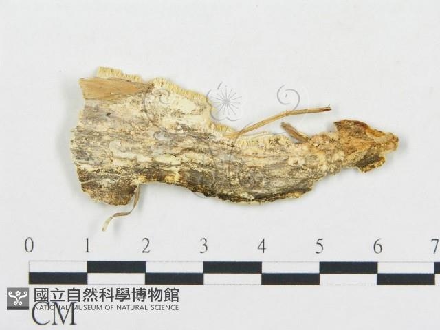 登錄號:F0017637藏品圖，第4張