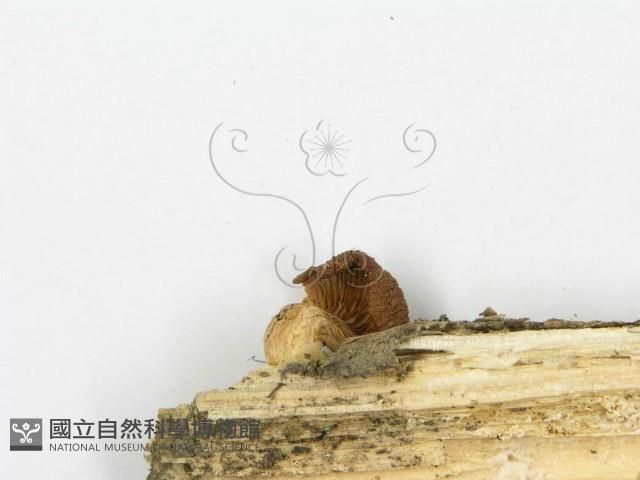 糙皮側耳藏品圖，第4張