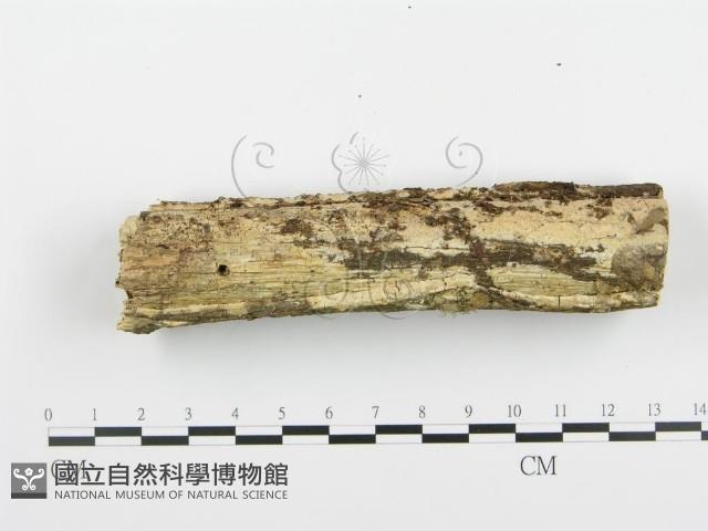 阿太菌屬藏品圖，第4張