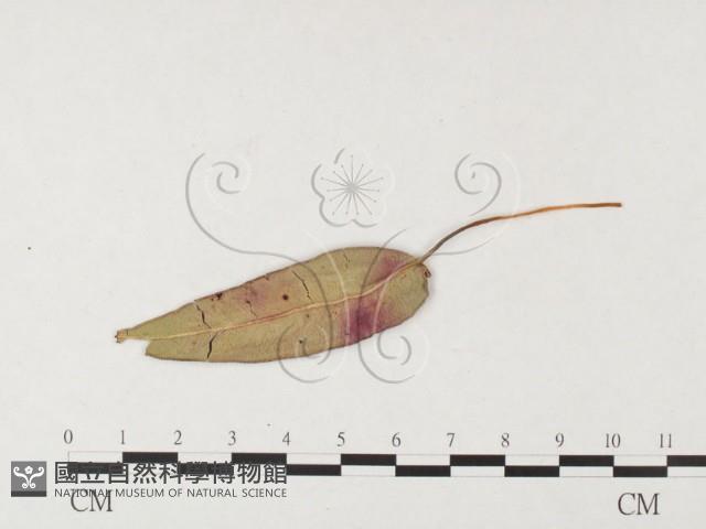 登錄號:F0026437藏品圖，第4張