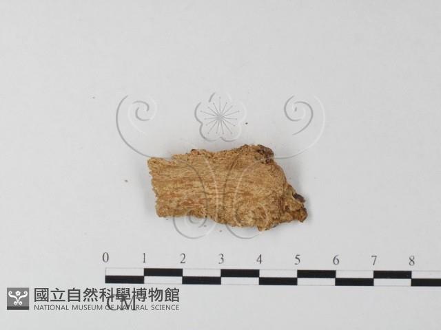 登錄號:F0011437藏品圖，第4張