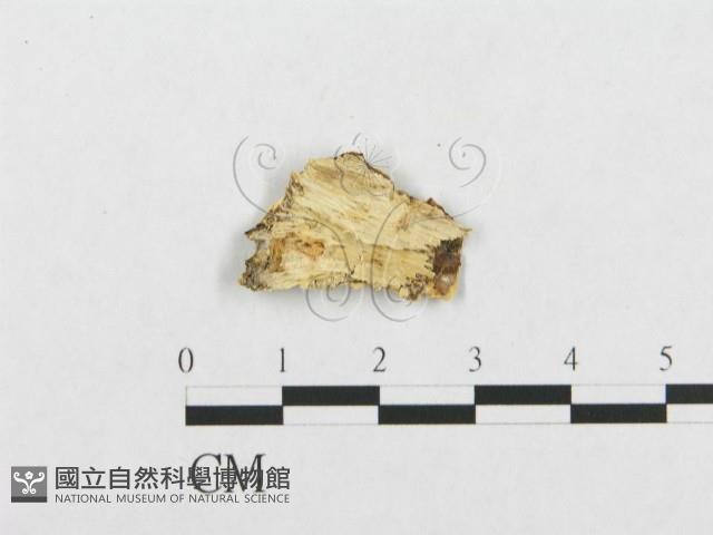 登錄號:F0017437藏品圖，第4張