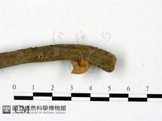 登錄號:F0023437藏品圖，第4張