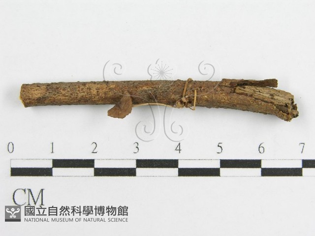 微皮傘屬藏品圖，第1張