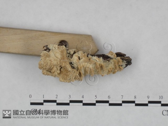 登錄號:F0023737藏品圖，第4張