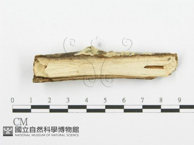 齒耳菌屬藏品圖，第4張