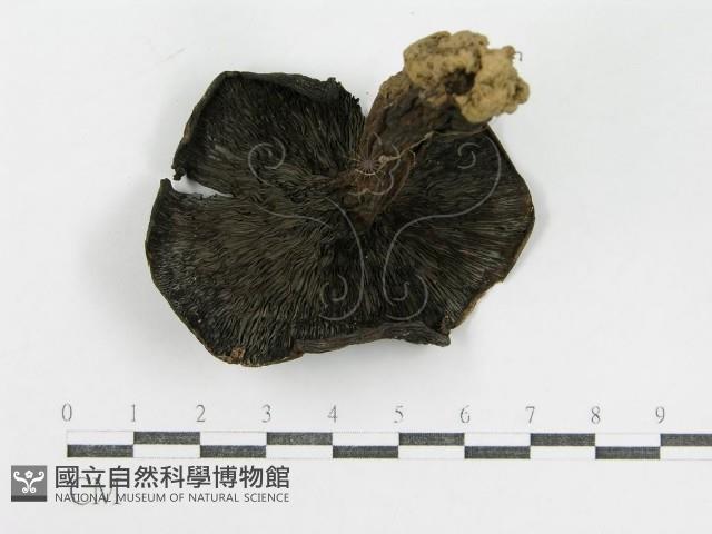 登錄號:F0005537藏品圖，第4張