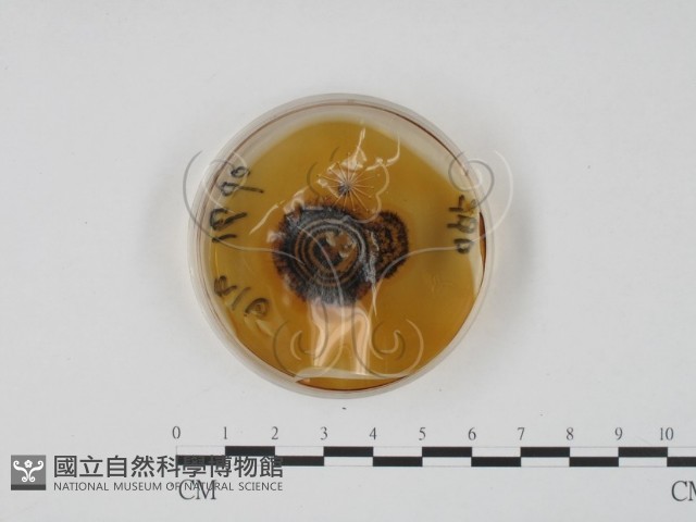 登錄號:F0022137藏品圖，第4張