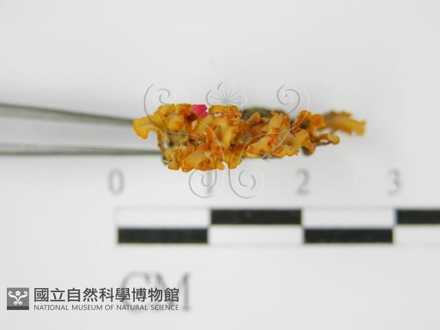登錄號:F0015137藏品圖，第5張