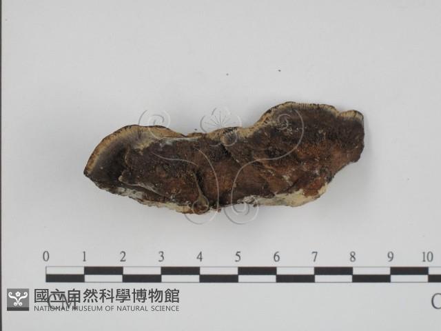 登錄號:F0002037藏品圖，第4張