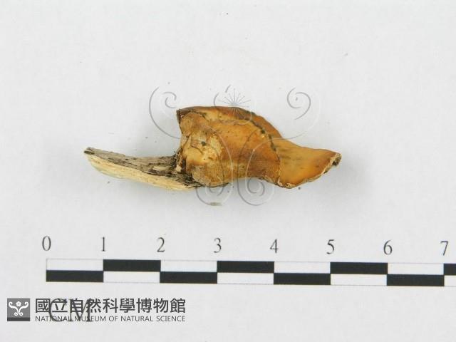 登錄號:F0007037藏品圖，第4張