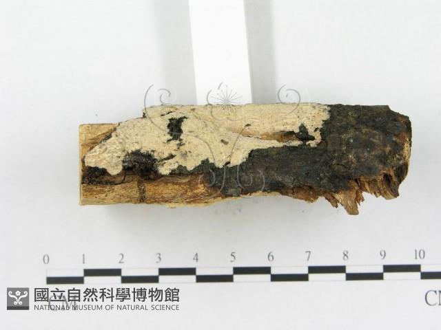 登錄號:F0005037藏品圖，第4張