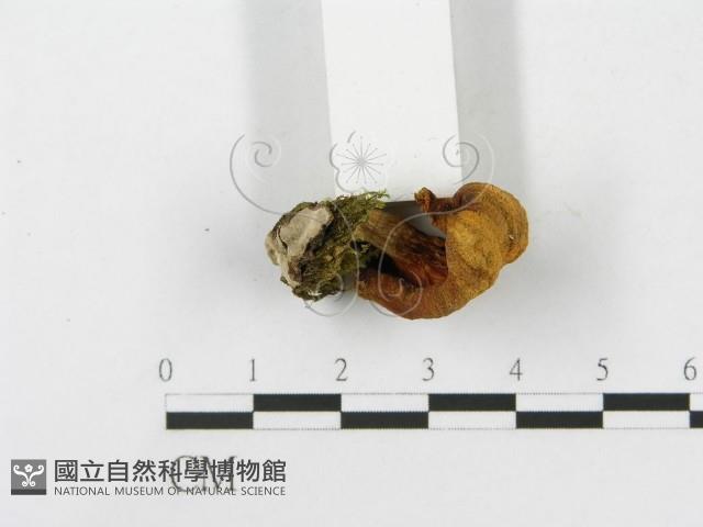 登錄號:F0013037藏品圖，第4張