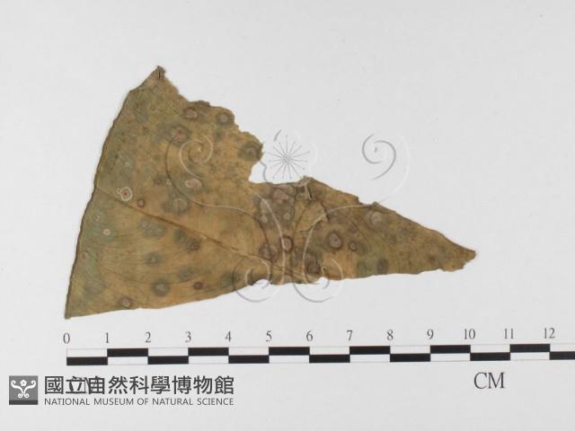 登錄號:F0026337藏品圖，第4張