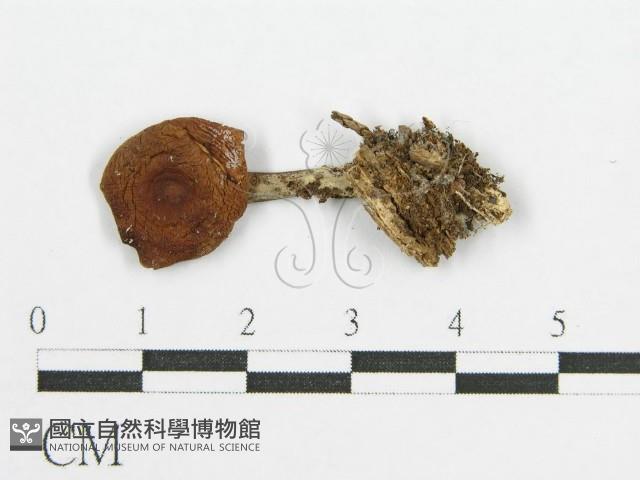 登錄號:F0004337藏品圖，第4張