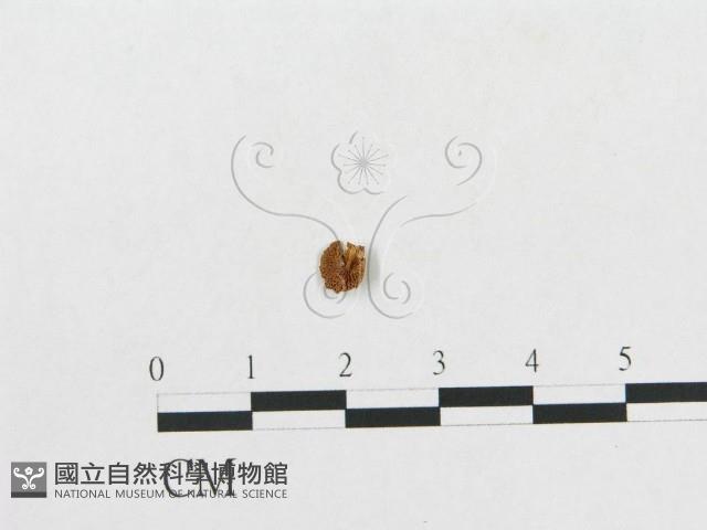 登錄號:F0014337藏品圖，第4張