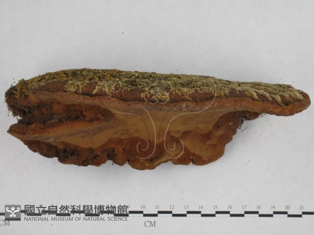 登錄號:F0005337藏品圖，第4張