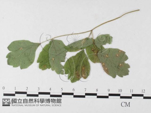 登錄號:F0026277藏品圖，第4張