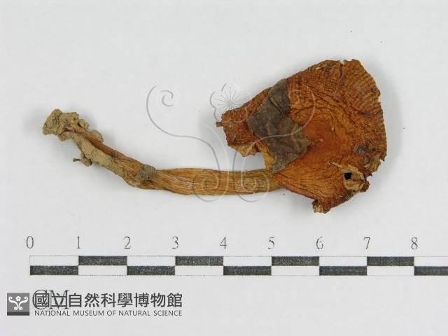 登錄號:F0002277藏品圖，第4張