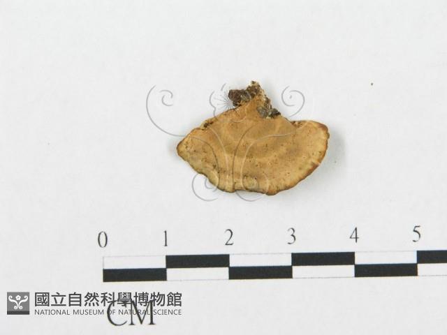 登錄號:F0018877藏品圖，第4張