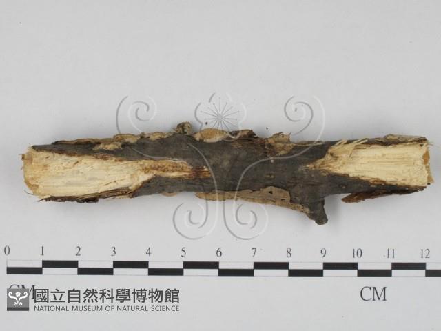 登錄號:F0020877藏品圖，第4張