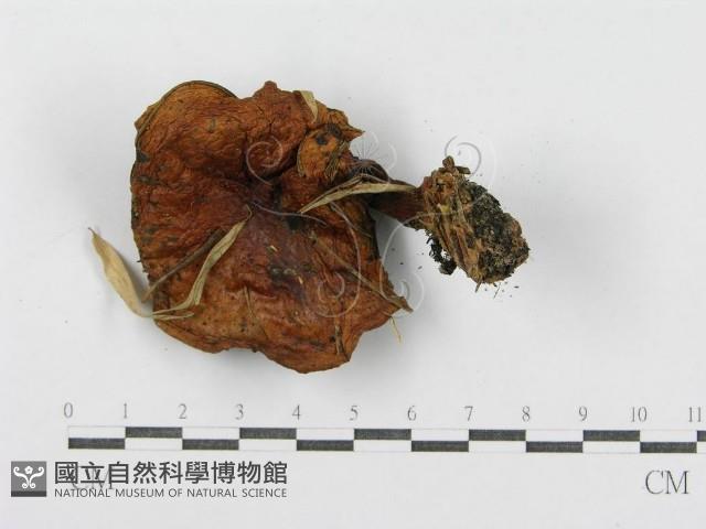 登錄號:F0004877藏品圖，第4張