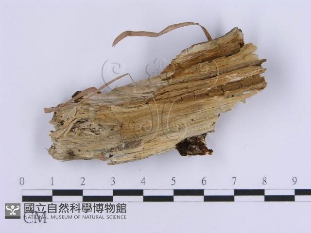 登錄號:F0017877藏品圖，第4張