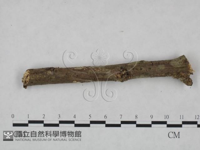 剛毛絲皮菌藏品圖，第4張