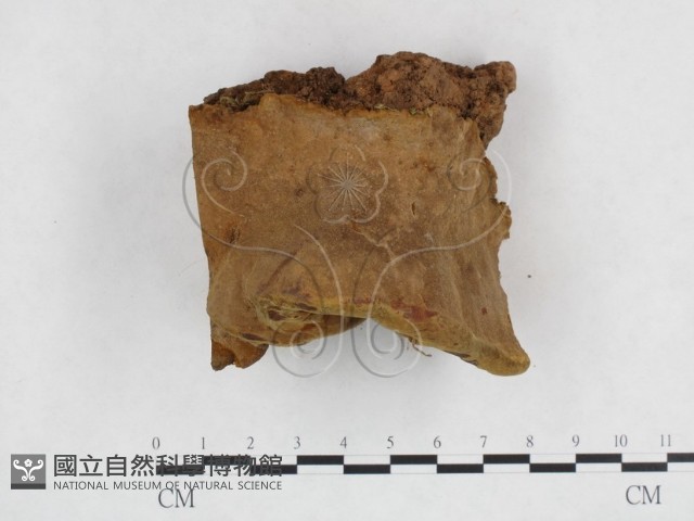 登錄號:F0003877藏品圖，第4張
