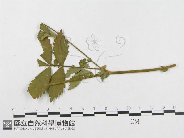 登錄號:F0018977藏品圖，第4張