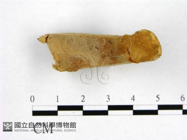 登錄號:F0006977藏品圖，第4張