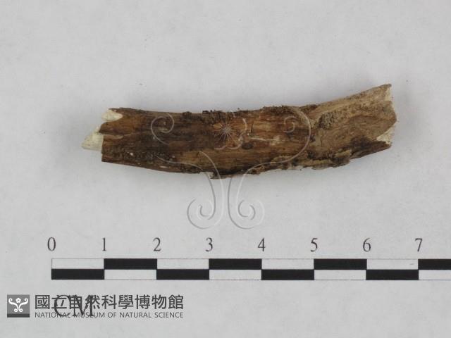 絲皮菌屬藏品圖，第4張